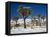 Rare Winter Snowfall, Lost Horse Valley, Joshua Tree National Park, California, USA-Richard Cummins-Framed Stretched Canvas