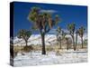 Rare Winter Snowfall, Lost Horse Valley, Joshua Tree National Park, California, USA-Richard Cummins-Stretched Canvas