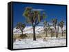 Rare Winter Snowfall, Lost Horse Valley, Joshua Tree National Park, California, USA-Richard Cummins-Framed Stretched Canvas