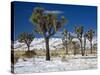 Rare Winter Snowfall, Lost Horse Valley, Joshua Tree National Park, California, USA-Richard Cummins-Stretched Canvas