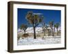Rare Winter Snowfall, Lost Horse Valley, Joshua Tree National Park, California, USA-Richard Cummins-Framed Photographic Print