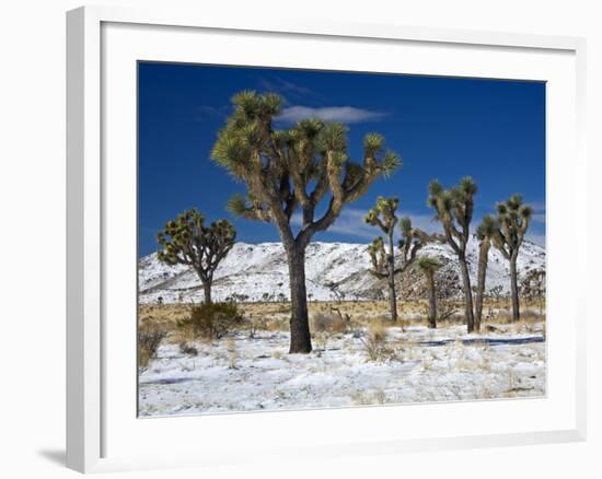 Rare Winter Snowfall, Lost Horse Valley, Joshua Tree National Park, California, USA-Richard Cummins-Framed Photographic Print