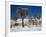 Rare Winter Snowfall, Lost Horse Valley, Joshua Tree National Park, California, USA-Richard Cummins-Framed Photographic Print