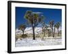 Rare Winter Snowfall, Lost Horse Valley, Joshua Tree National Park, California, USA-Richard Cummins-Framed Photographic Print