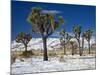 Rare Winter Snowfall, Lost Horse Valley, Joshua Tree National Park, California, USA-Richard Cummins-Mounted Photographic Print