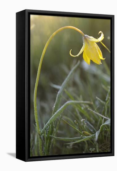 Rare Yellow Bieberstein Tulip (Tulipa Biebersteiniana) Rostovsky Reserve, Rostov Region, Russia-Shpilenok-Framed Stretched Canvas