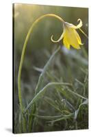 Rare Yellow Bieberstein Tulip (Tulipa Biebersteiniana) Rostovsky Reserve, Rostov Region, Russia-Shpilenok-Stretched Canvas