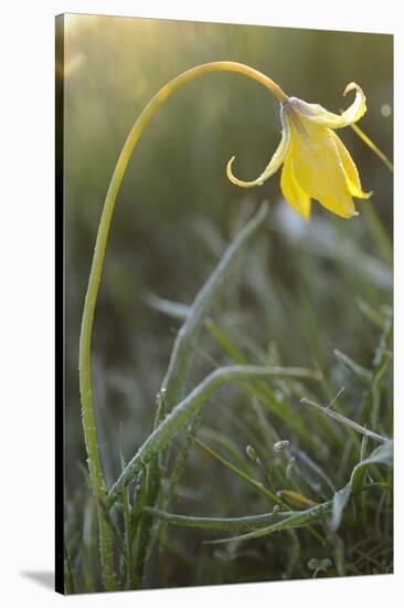 Rare Yellow Bieberstein Tulip (Tulipa Biebersteiniana) Rostovsky Reserve, Rostov Region, Russia-Shpilenok-Stretched Canvas