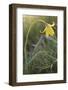 Rare Yellow Bieberstein Tulip (Tulipa Biebersteiniana) Rostovsky Reserve, Rostov Region, Russia-Shpilenok-Framed Photographic Print