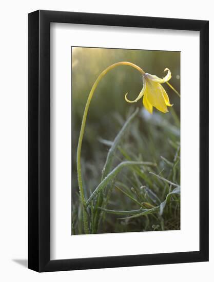 Rare Yellow Bieberstein Tulip (Tulipa Biebersteiniana) Rostovsky Reserve, Rostov Region, Russia-Shpilenok-Framed Photographic Print