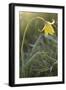 Rare Yellow Bieberstein Tulip (Tulipa Biebersteiniana) Rostovsky Reserve, Rostov Region, Russia-Shpilenok-Framed Photographic Print