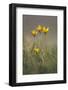 Rare Yellow Bieberstein Tulips (Tulipa Biebersteiniana) in Flower, Rostovsky Nature Reserve, Russia-Shpilenok-Framed Photographic Print