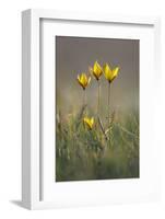 Rare Yellow Bieberstein Tulips (Tulipa Biebersteiniana) in Flower, Rostovsky Nature Reserve, Russia-Shpilenok-Framed Photographic Print