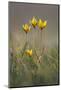 Rare Yellow Bieberstein Tulips (Tulipa Biebersteiniana) in Flower, Rostovsky Nature Reserve, Russia-Shpilenok-Mounted Photographic Print