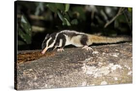 Rarely Seen Striped Possum (Dactylopsila Trivirgata) on Tree in Wet Tropic Rainforest, Queensland-Louise Murray-Stretched Canvas