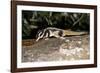 Rarely Seen Striped Possum (Dactylopsila Trivirgata) on Tree in Wet Tropic Rainforest, Queensland-Louise Murray-Framed Photographic Print