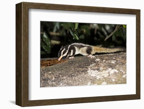 Rarely Seen Striped Possum (Dactylopsila Trivirgata) on Tree in Wet Tropic Rainforest, Queensland-Louise Murray-Framed Photographic Print