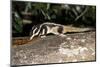 Rarely Seen Striped Possum (Dactylopsila Trivirgata) on Tree in Wet Tropic Rainforest, Queensland-Louise Murray-Mounted Photographic Print
