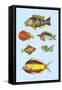 Rarest Curiosities of the Fish of the Indies-Louis Renard-Framed Stretched Canvas