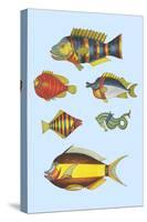 Rarest Curiosities of the Fish of the Indies-Louis Renard-Stretched Canvas