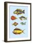 Rarest Curiosities of the Fish of the Indies-Louis Renard-Framed Art Print