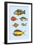 Rarest Curiosities of the Fish of the Indies-Louis Renard-Framed Art Print