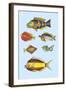 Rarest Curiosities of the Fish of the Indies-Louis Renard-Framed Art Print