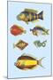 Rarest Curiosities of the Fish of the Indies-Louis Renard-Mounted Art Print