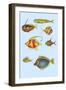 Rarest Curiosities of the Fish of the Indies-Louis Renard-Framed Art Print