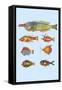 Rarest Curiosities of the Fish of the Indies-Louis Renard-Framed Stretched Canvas