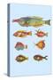 Rarest Curiosities of the Fish of the Indies-Louis Renard-Stretched Canvas