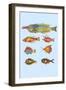 Rarest Curiosities of the Fish of the Indies-Louis Renard-Framed Art Print