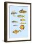 Rarest Curiosities of the Fish of the Indies-Louis Renard-Framed Art Print