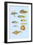 Rarest Curiosities of the Fish of the Indies-Louis Renard-Framed Art Print