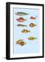 Rarest Curiosities of the Fish of the Indies-Louis Renard-Framed Art Print