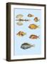 Rarest Curiosities of the Fish of the Indies-Louis Renard-Framed Art Print