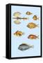 Rarest Curiosities of the Fish of the Indies-Louis Renard-Framed Stretched Canvas