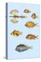 Rarest Curiosities of the Fish of the Indies-Louis Renard-Stretched Canvas