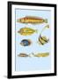 Rarest Curiosities of the Fish of the Indies-Louis Renard-Framed Art Print