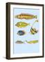 Rarest Curiosities of the Fish of the Indies-Louis Renard-Framed Art Print