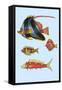 Rarest Curiosities of the Fish of the Indies-Louis Renard-Framed Stretched Canvas