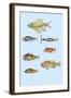 Rarest Curiosities of the Fish of the Indies-Louis Renard-Framed Art Print