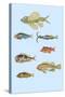 Rarest Curiosities of the Fish of the Indies-Louis Renard-Stretched Canvas