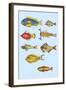 Rarest Curiosities of the Fish of the Indies-Louis Renard-Framed Art Print