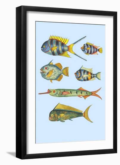 Rarest Curiosities of the Fish of the Indies-Louis Renard-Framed Art Print