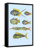 Rarest Curiosities of the Fish of the Indies-Louis Renard-Framed Stretched Canvas