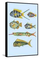 Rarest Curiosities of the Fish of the Indies-Louis Renard-Framed Stretched Canvas