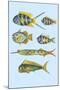 Rarest Curiosities of the Fish of the Indies-Louis Renard-Mounted Art Print