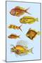 Rarest Curiosities of the Fish of the Indies-Louis Renard-Mounted Art Print