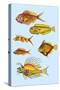 Rarest Curiosities of the Fish of the Indies-Louis Renard-Stretched Canvas